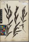 Foto von Salix purpurea L.